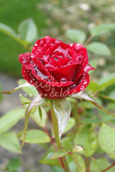 Rose im Regen 2