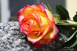 Rose orange 1