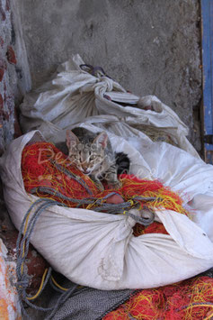 Amoudi