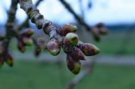 Frühlingserwachen 1