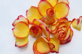 Rosenblätter orange 2