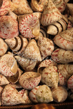 Muscheln 1