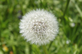 Pusteblume 1
