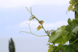 Weinranke 1