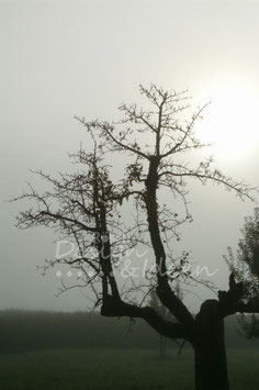 Toter Baum 2