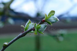 Frühlingserwachen 2