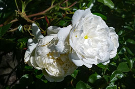 Buschrose weiss 1