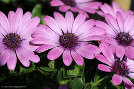 Kapkörbchen pink 1