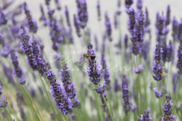 Lavendel 1