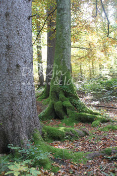 Zauberwald 4