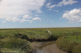 Westerhever Salzwiesen 3