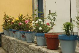 Flores Lisboa