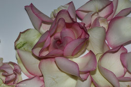Rosenblätter zartrosa 2