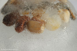 Kieselsteine im Eis 2