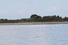 Aigues Mortes 2