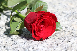Rose rot 3