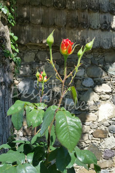 Rose rot 1