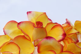 Rosenblätter orange 7