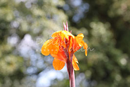 Canna 2