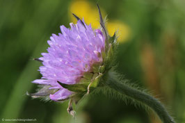 Witwenblume