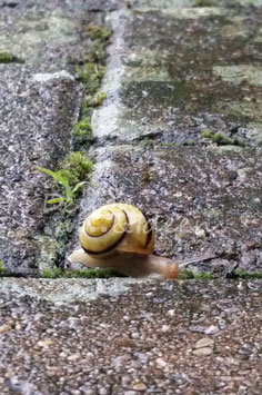 Hausschnecke 2