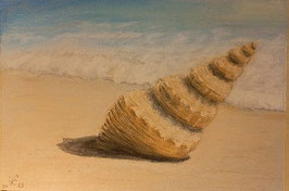 Schneckenhaus am Strand