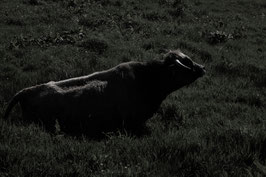 "Bestiaire" //15