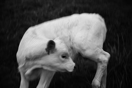 "Bestiaire" //10