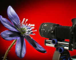 MAKRO Fotografie
