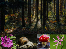 Erlebniswelt Wald