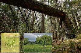 Wald – Wiesen – Wasserläufe