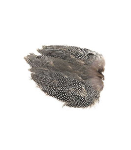 Guinea Fowl / Perlhuhn Balg