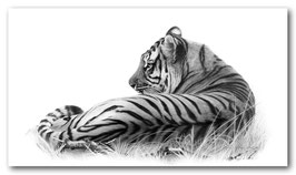 tigers rest