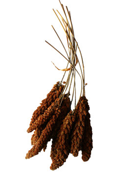 Kolbenhirse