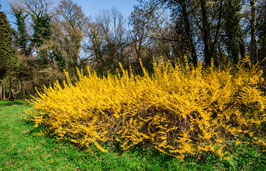 FORSYTHIA X INTERMEDIA " MARÉE D'OR" ¤