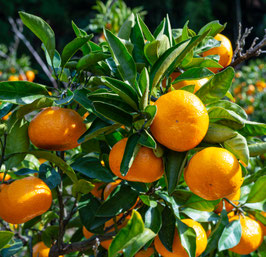 MANDARINIER SATSUMA ou CITRUS UNSHIU - QUART DE TIGE ¤