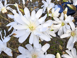 MAGNOLIA STELLATA "WATERLILY" ¤