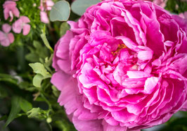 PIVOINES HERBACÉES - PAEONIA LACTIFLORA