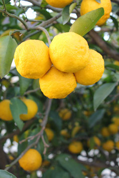 CITRUS YUZU - QUART DE TIGE ¤