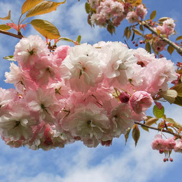 PRUNUS HANAGASA "PINK PARASOL" ¤