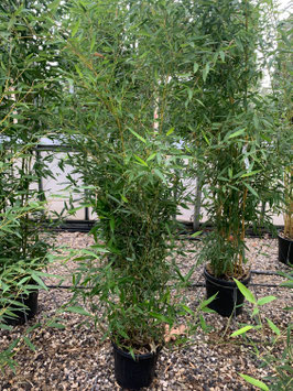 BAMBUSA PHYLLOSTACHYS "BISSETII" ¤