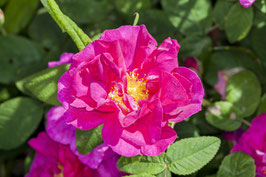 ROSA RUGOSA - ROSIER RUGUEUX ~~