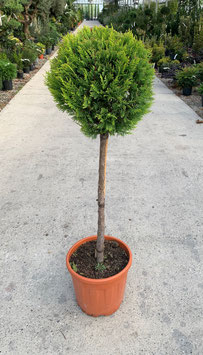 CUPRESSOCYPARIS LEYLANDII "CASTLEWELLAN GOLD" - DEMI-TIGE