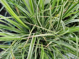 CAREX OSHIMENSIS "EVEREST" - GRAMINÉE ~~