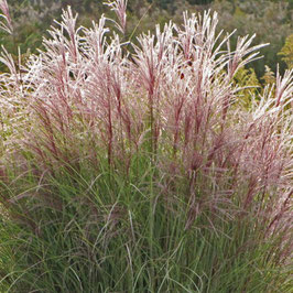 MISCANTHUS - DIFFÉRENTES VARIÉTÉS ¤