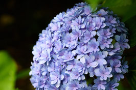 HYDRANGEA MACROPHYLLA "STELLAR®" - HORTENSIA