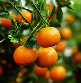 CLÉMENTINIER QUART DE TIGE - CITRUS CLEMENTINA