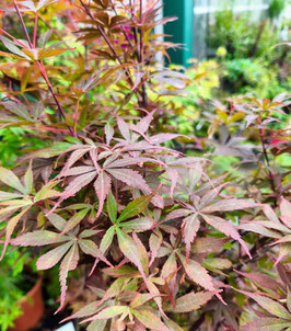 ACER PALMATUM BLOODGOOD - ÉRABLE DU JAPON