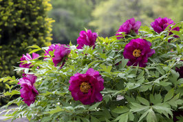 PIVOINES SUFFRUTICOSA - PIVOINES ARBUSTIVES