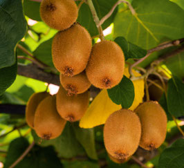 KIWI AUTOFERTILE - ACTINIDIA DELICIOSA SOLO